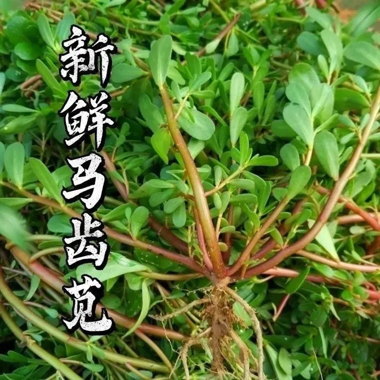 山东新鲜野生马齿苋蚂蚱菜马齿草现拔现发