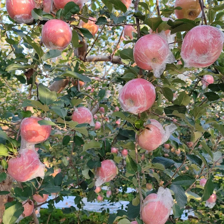 山西红富士10斤正宗冰糖心双袋防护苹果水果冰糖心苹果红富士苹果