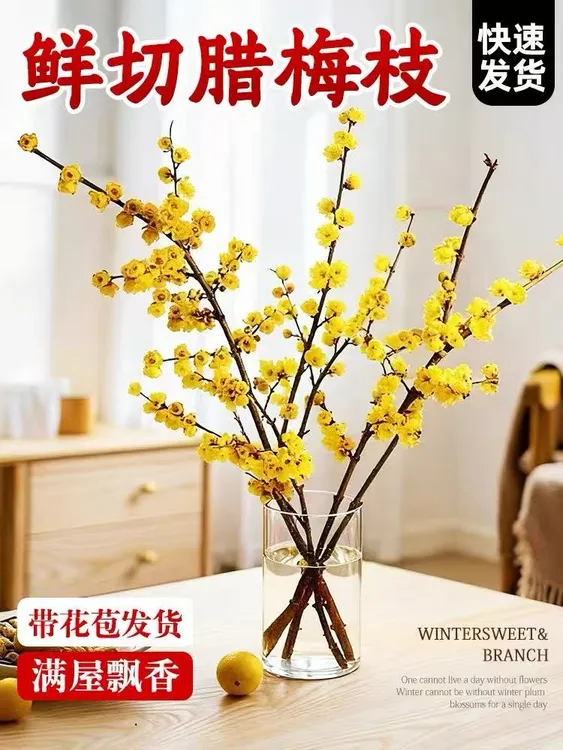 【新疆包邮】腊梅带花苞鲜切花卉客厅水养干枝蜡梅水培植物花束鲜花