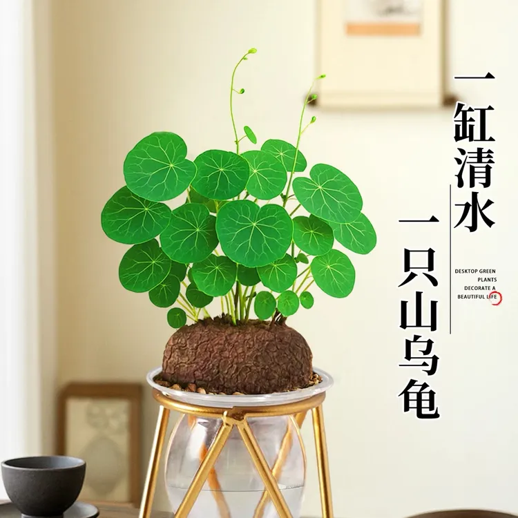 山乌龟爬藤植物盆栽红藤圆叶室内桌面水培绿植绿植盆栽花卉