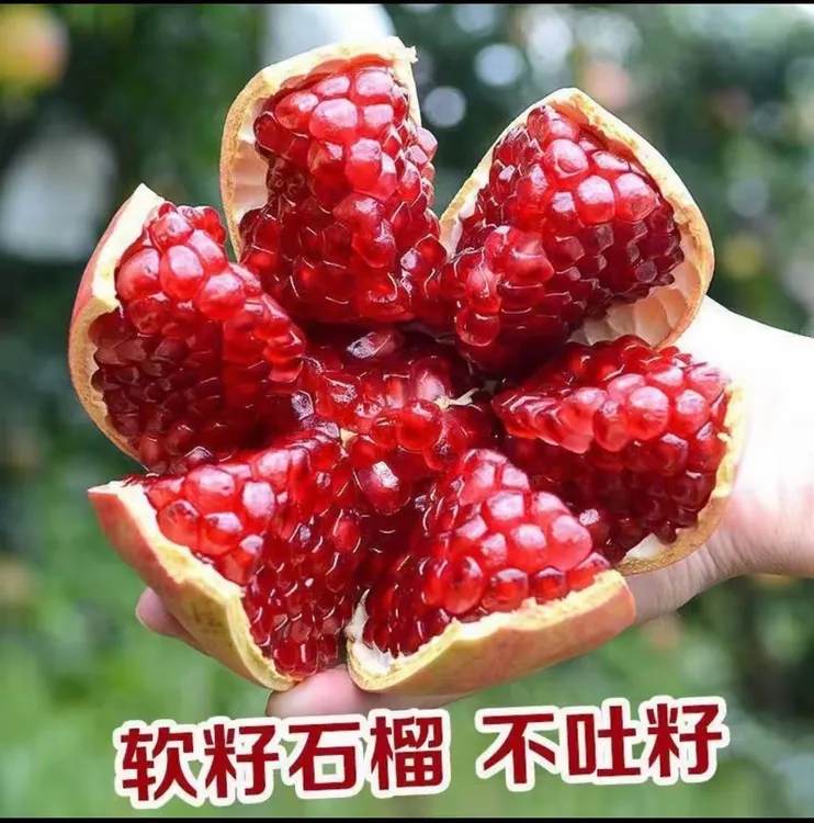 会理突尼斯软籽石榴