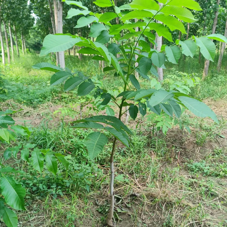 神涧麻核桃小树苗