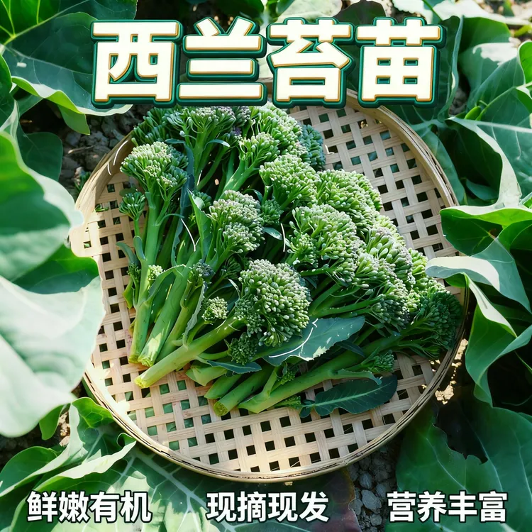 西兰苔苗秧苗种子农家蔬菜苗西兰花菜苔秧苗阳台盆栽壮苗带土发货