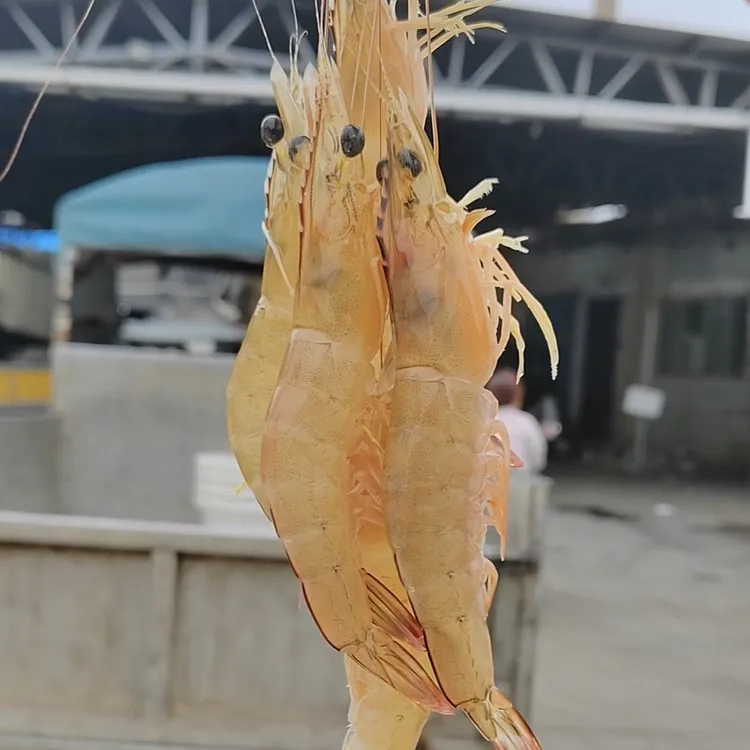 北海本港野生明虾 天然海捕 白虾 白对虾 斤
