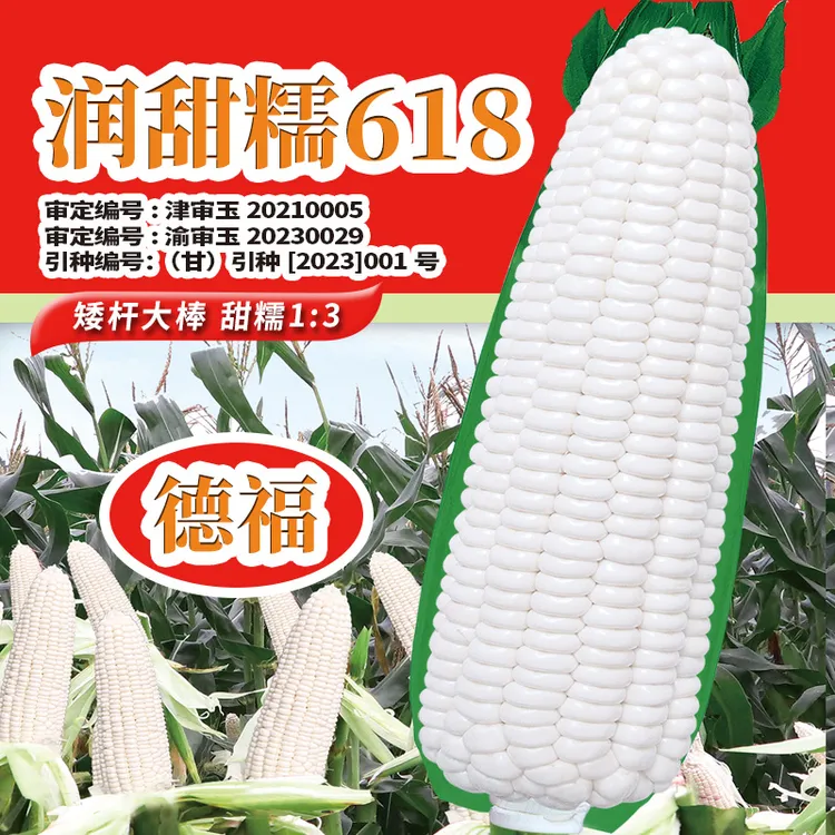 白甜糯种子非转基因玉米粘苞米种籽大全春秋易种高产德福玉米种子