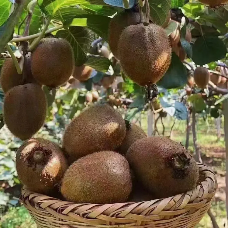 [顺丰包邮]陕西眉县徐香猕猴桃新鲜采摘产地直发富含维C当季水果