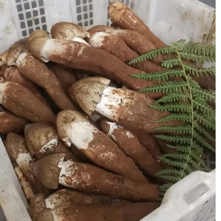 鸡枞菌云南野生鸡枞大白皮鸡枞菌当天下山当天发货顺丰包邮