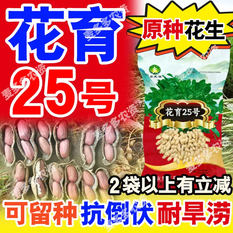 【花育25号原种】高产花生种大果皮薄早熟 含油量高 出米高 1斤起售