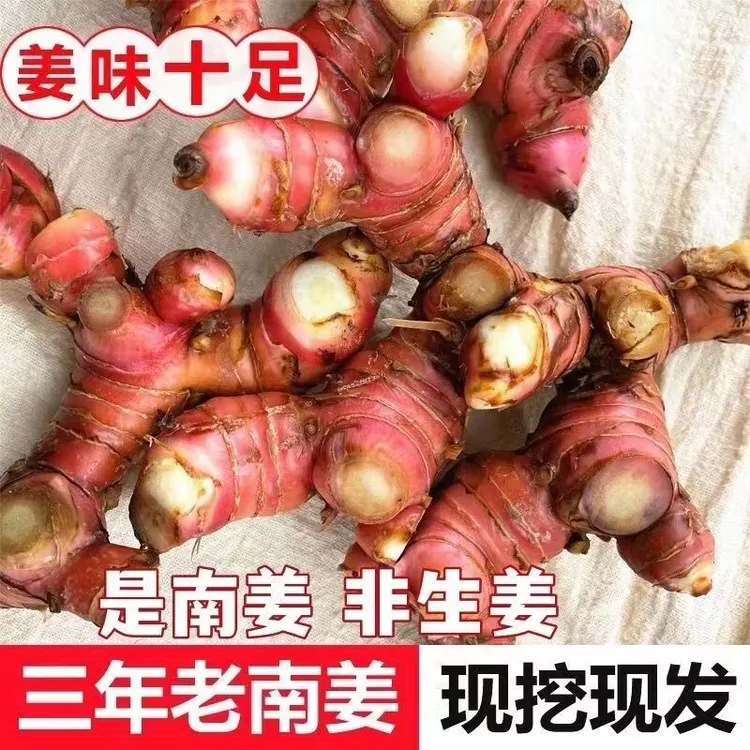 广西正宗新鲜红皮南姜现挖现发卤味去膻提香调味品