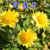 广西正宗野生菊花