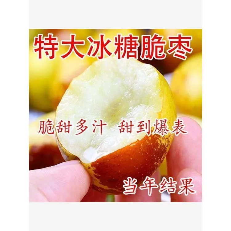 枣树树苗新品种特大冰糖脆枣苗耐寒耐旱当年结果南北方种植果树苗