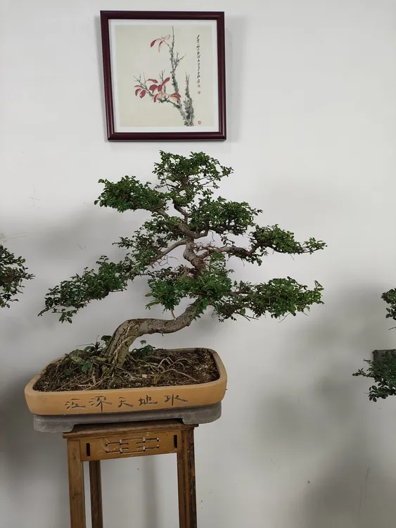 庭院适用造型独特的盆景盆栽绿植榆树盆景都美竹水杨梅桃金娘