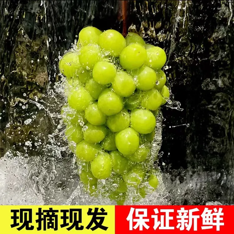 正宗阳光玫瑰葡萄辽南葡萄盖州葡萄当季新鲜水果特大阳光玫瑰葡萄