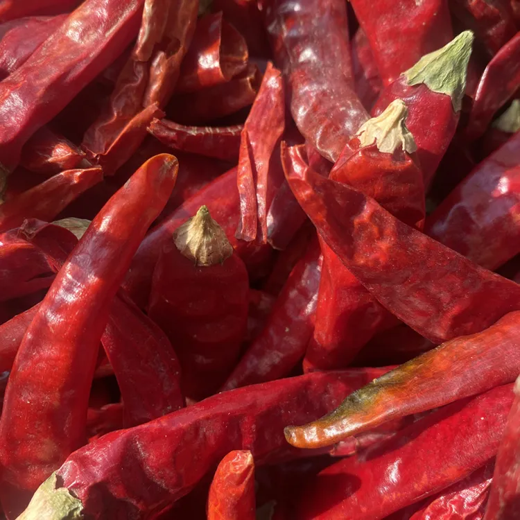 农家自然风干辣椒农产品曹书记