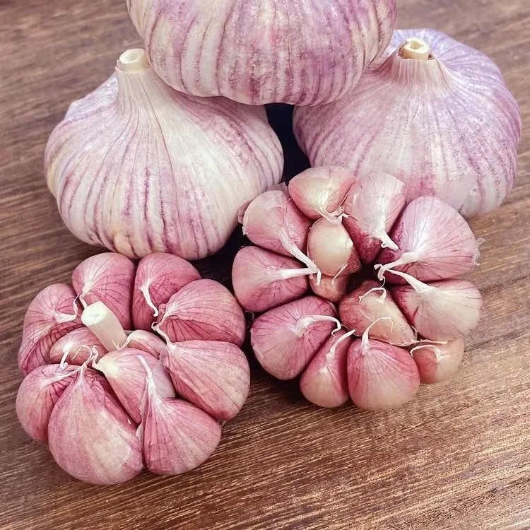 蒜农直发农家自种土蒜干大蒜红白紫皮蒜头批发特价大果新鲜优质
