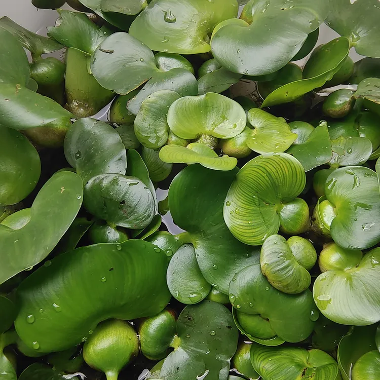 水葫芦水草浮萍鱼缸乌龟虾花卉鱼池塘净化水生植物种苗莲花水芙蓉