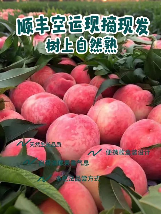 【自家果园】现摘水蜜桃脆甜多汁应季水果产地直发坏果包赔