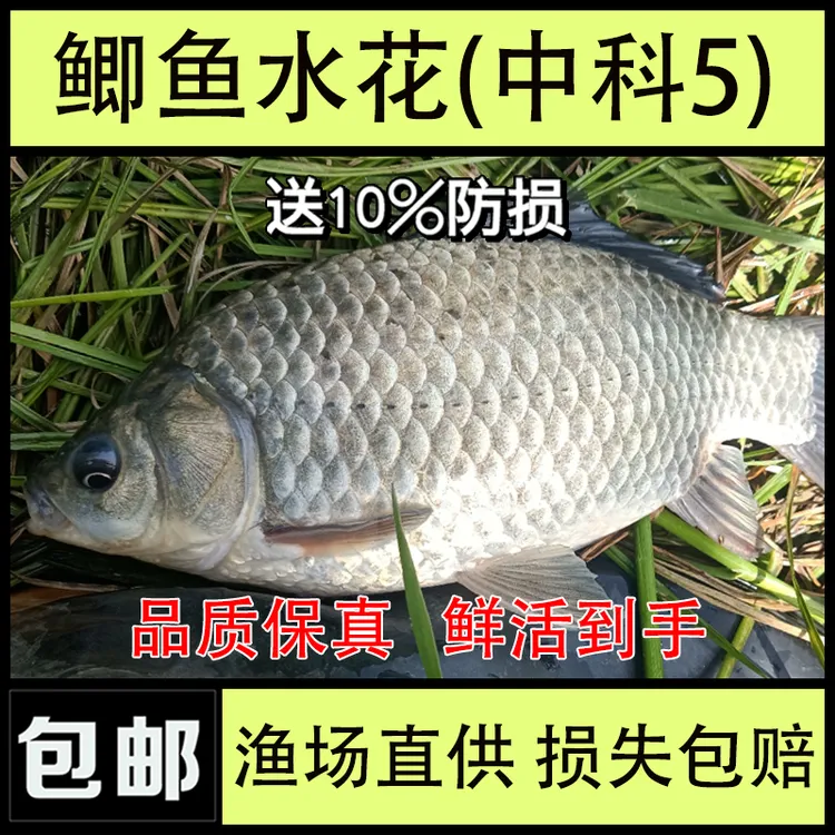 批发中科五号鲫鱼水花苗湘云鲫水花圆头鲫黄金鲫鱼苗可观赏小活鱼