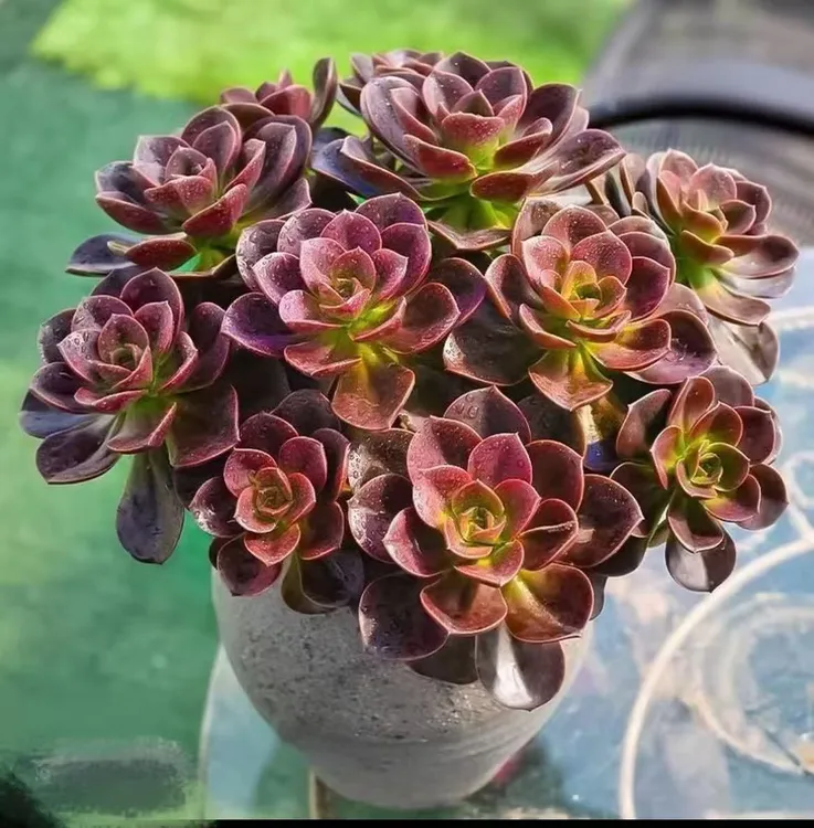 红酒巧克力多肉植物室内外盆栽新手好养活耐热好打理