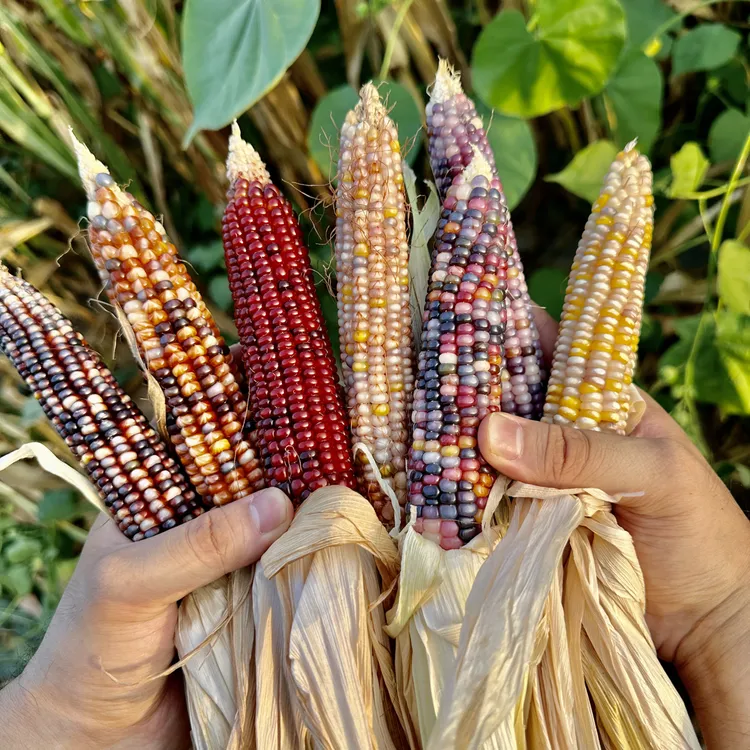 文玩玉米随机（3根）