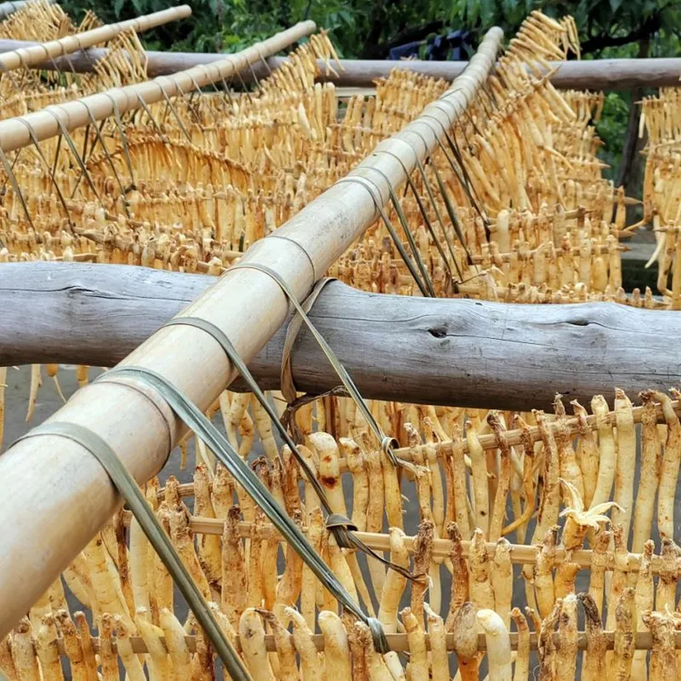 四川巴州特产川明参沙参无熏硫优质新货