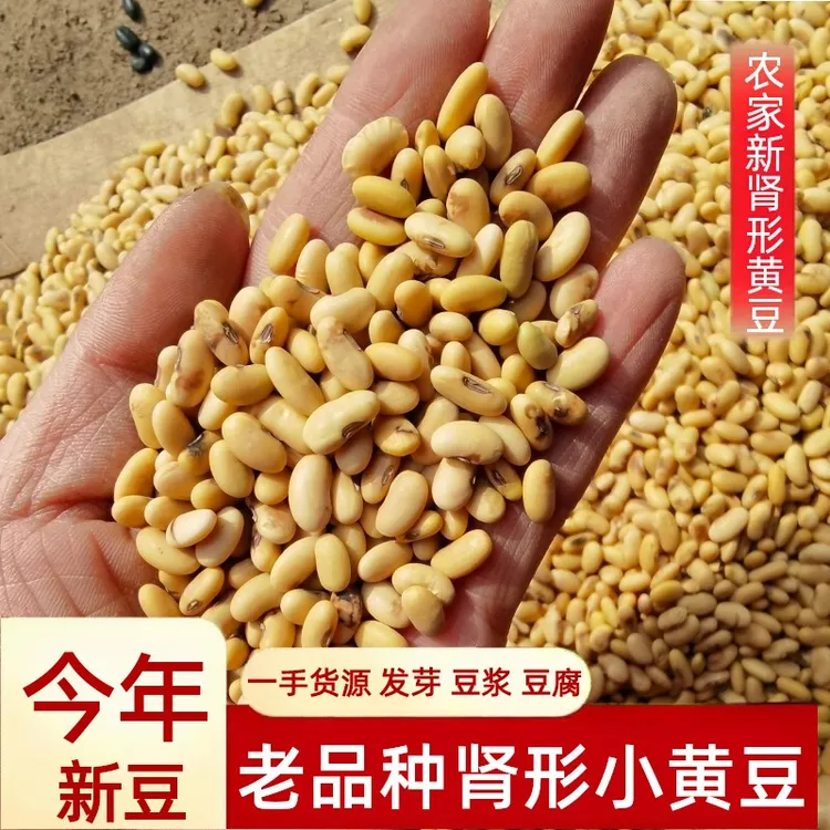老品种肾形黄豆农家自种豆腐专用肾形黄豆发豆芽打豆浆土黄豆