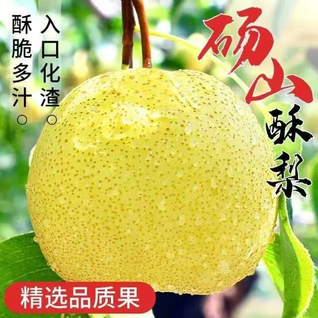 砀山酥梨皮薄汁水丰富，现摘现发直击你的味蕾，9月21日开园正宗