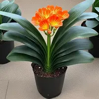 君子兰盆栽名贵花卉高档绿植当年开花四季常青好养易活室内阳台