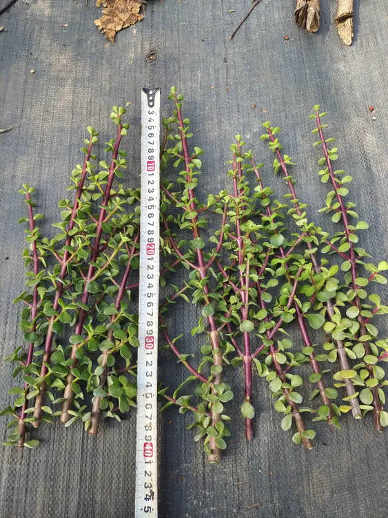 金枝玉叶10枝扦插就能活高30至40公分