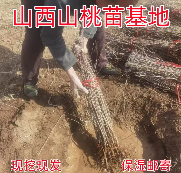 山桃苗嫁接桃树苗南北方种植