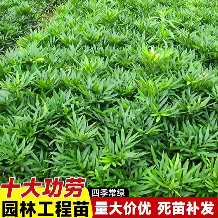 狭叶十大功劳绿植盆栽绿化黄天竹观赏造景植物树苗四季好养易活
