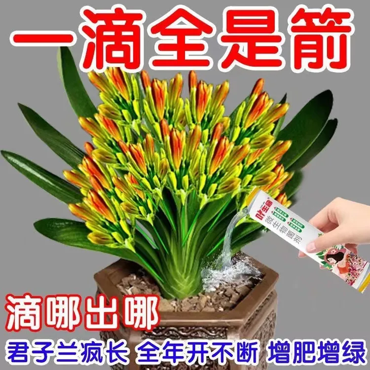 【催花剂】君子兰快速拔箭专用营养肥防黄叶枯萎烂根催花专用菌肥