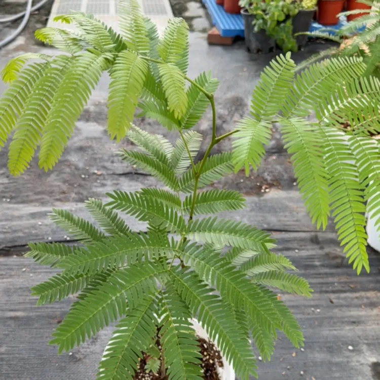 密叶猴耳环绿植盆栽室内耐阴好植物养多年生木本观叶绿植