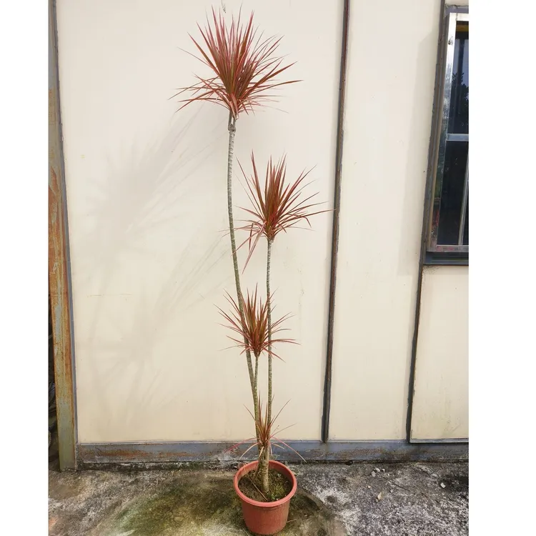 千年木七彩马尾铁大型绿植客厅办公室