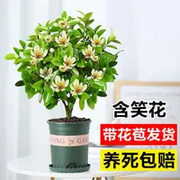 含笑花盆栽带花苞老桩玉兰花树苗阳台庭院四季开花浓香型花卉植物