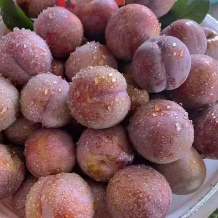 信宜钱排三华李山地种植自家果园新鲜采摘现摘现发色泽诱人大果