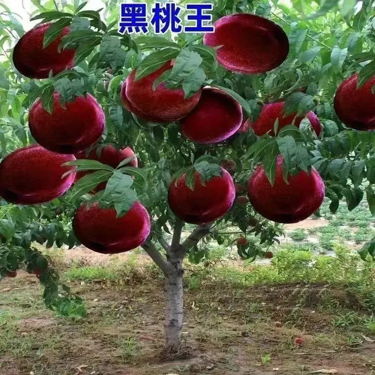 嫁接新品种晚熟巨型冬桃树耐寒耐旱阳台庭院当年结果