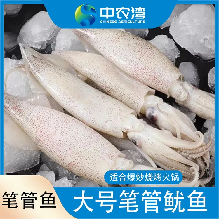 【中农湾】大号公体笔管鱿鱼（8-11条/袋）500g/袋*3袋