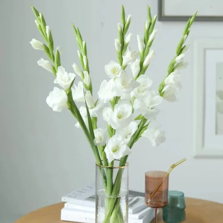 广州剑兰花束鲜花卉直播现场直播卖花水培插花步步高云南基地