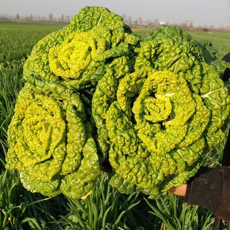 2025年河南固始农家传心菜黄心菜泡泡菜青菜霜冻乌白菜乌塌菜