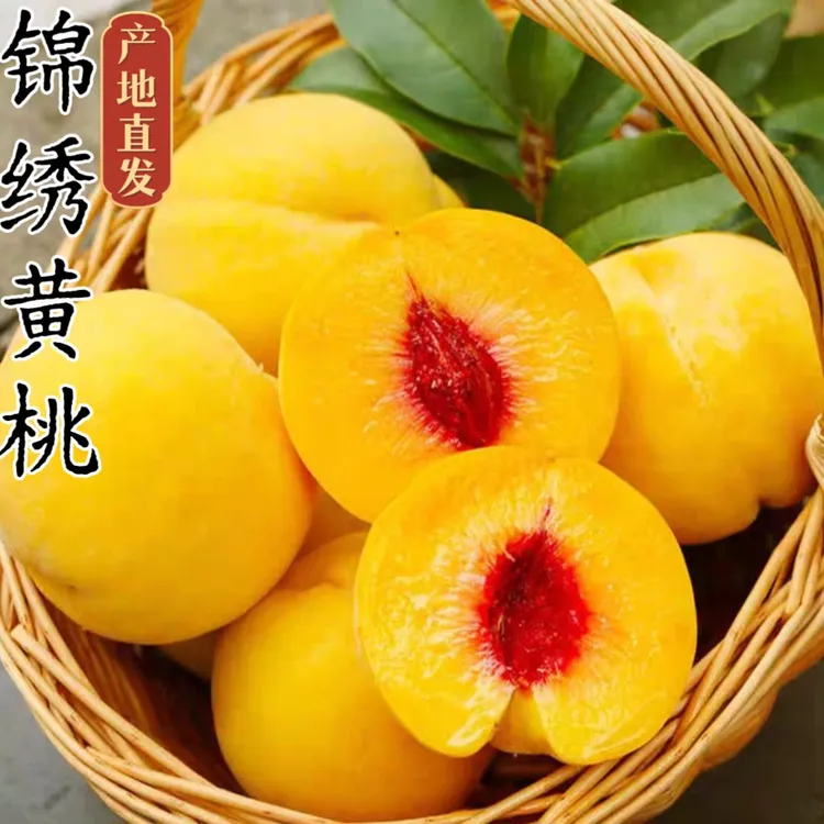 山东蒙阴锦绣黄桃当季大黄桃锦绣黄桃香甜可口新鲜采摘