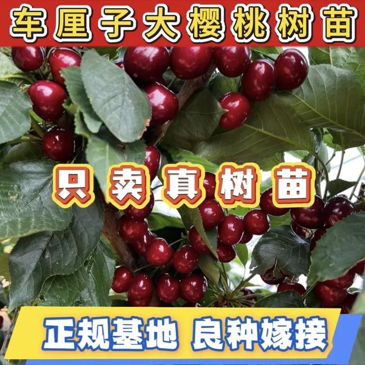 2年生【车厘子大樱桃树】 基地直发 适合南北方种植