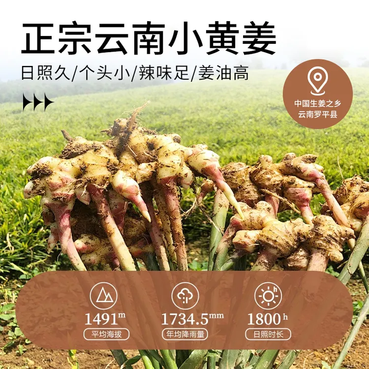 云南小黄姜粉纯食用干姜粉细腻小黄姜粉食用干姜粉冲饮厨房烹饪