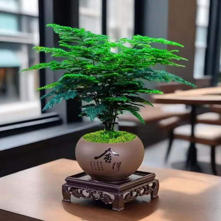 文竹盆栽植物室内绿植花卉盆栽四季常青盆景