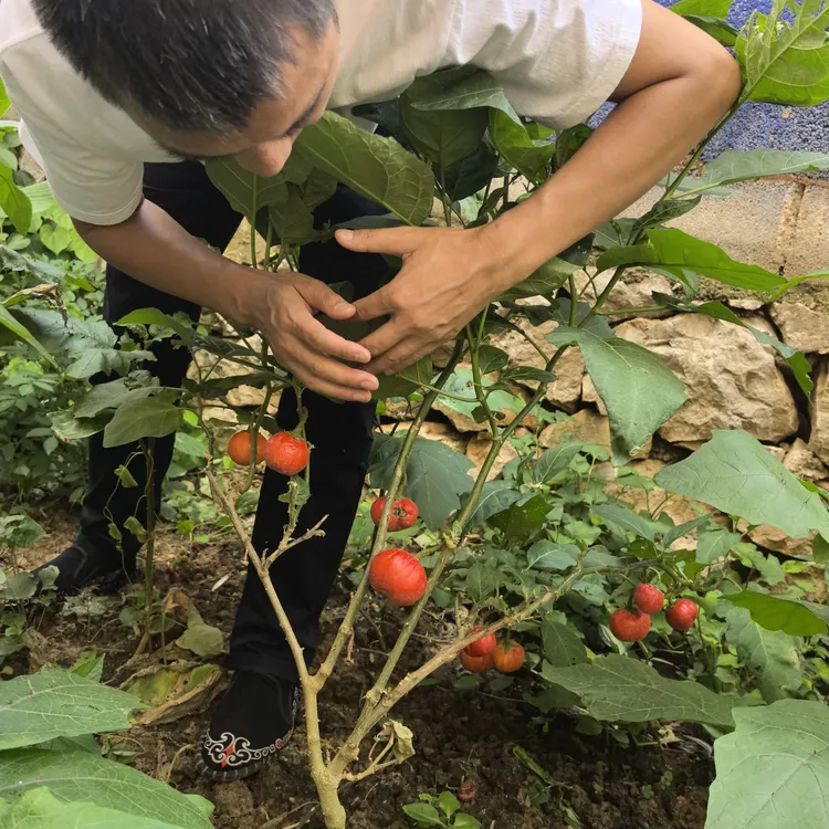 云南特色大苦子果杯苗盆栽绿植德宏特产傣味野生野菜苦味香浓阳台