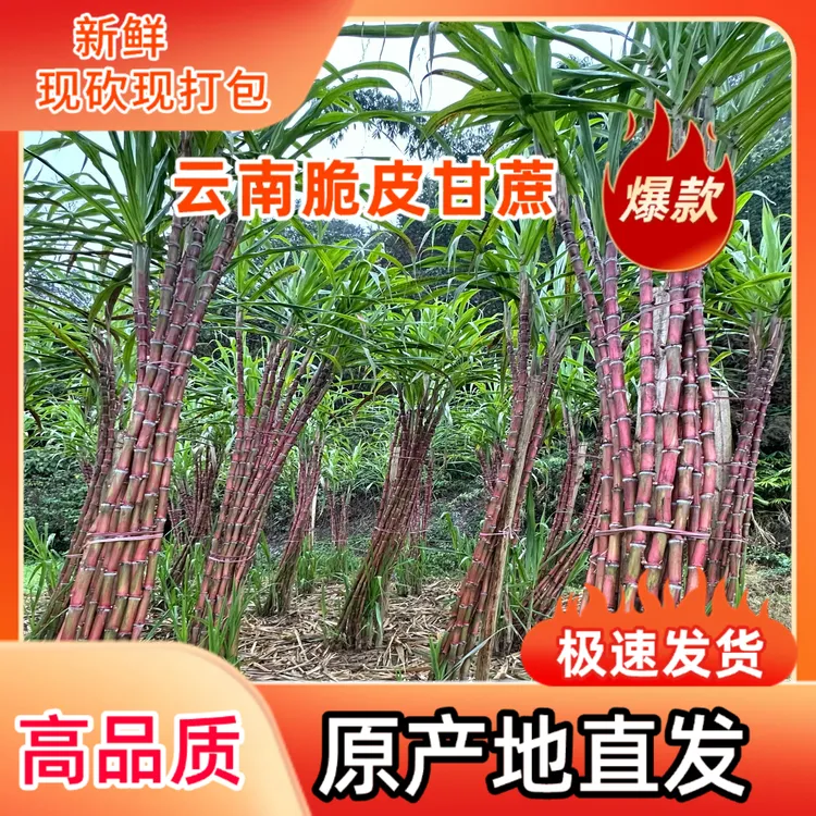 【超高品质】 云南红皮脆皮甘蔗 精选中段 脆甜多汁