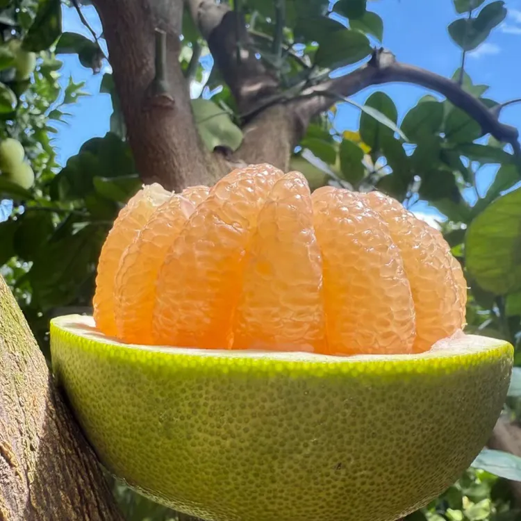 福建度尾文旦柚新鲜应季孕妇水果酸甜多汁饱满爆汁水正宗莆田柚子