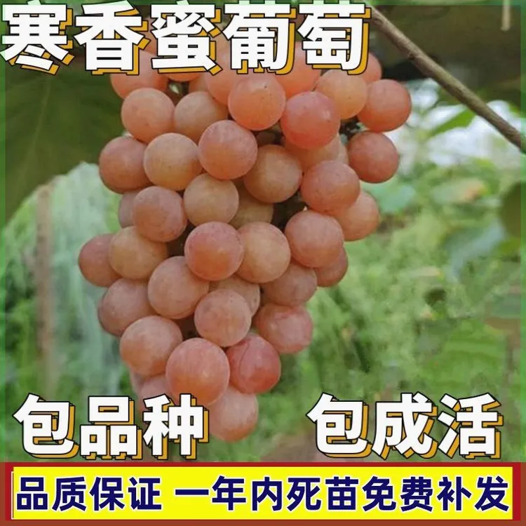 寒香蜜葡萄苗南北方庭院地栽特大爬藤果树苗盆栽嫁接无核当年结果
