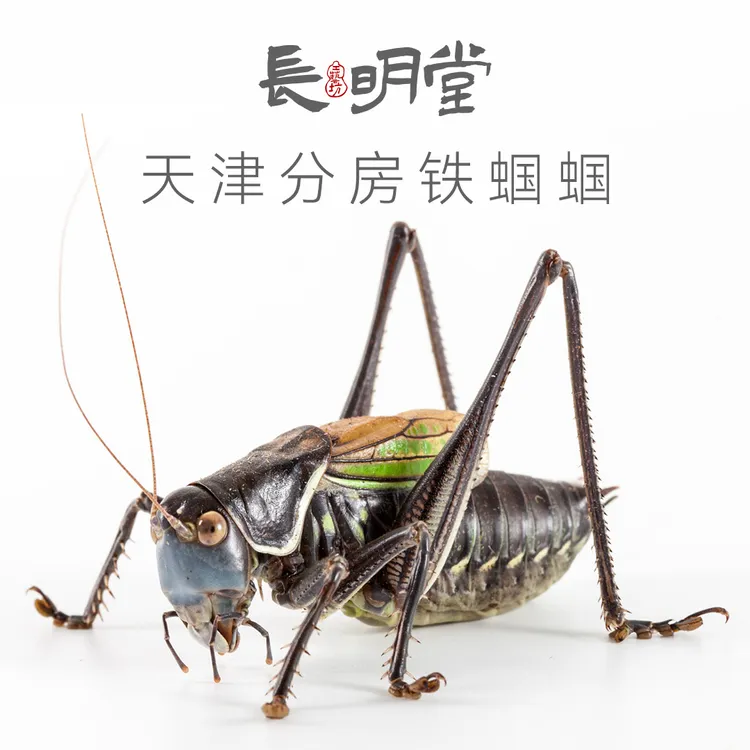 天津分房铁蝈蝈活虫鸣虫新脱冬蝈蝈