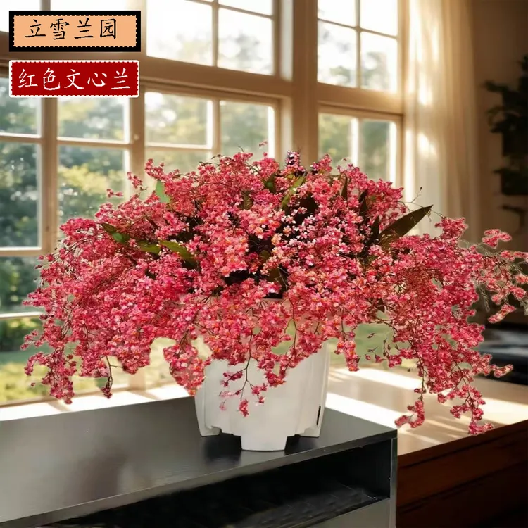 爆款热销香水文心兰盆栽带花苞浓香精品梦香兰室内阳台客厅花卉